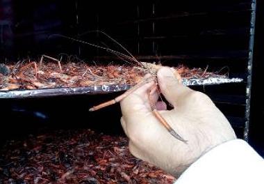 اجرای پروژه بررسی تولید فرآورده خشک از میگوی ریز تالاب انزلی