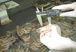 آغاز گشت های تحقیقاتی به منظور اعلام زمان آزادسازی فصل صید میگو در آبهای خوزستان