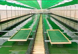 نقش کلیدی ریزجلبک‌ها در توسعه پایدار شیلات/ بازدهی۵ برابری با کشت هوشمند