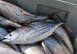 رشد ۴۰ درصدی درآمد شیلاتی با تبدیل ضایعات تون ماهیان به آنزیم‌های صنعتی