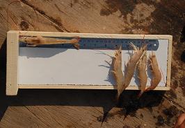 انجام گشت های تحقیقاتی تعیین زمان آزادسازی صید میگو در آبهای خوزستان