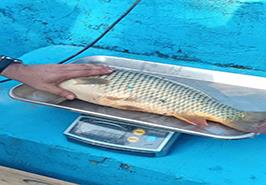 بازدید از مراحل اجرایی طرح تحقیقاتی_ترویجی کپور تاتا