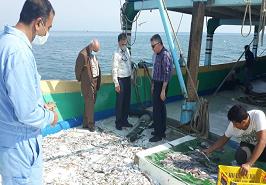 بازدید از عملیات اجرایی پروژه ارزیابی ذخایر میگو