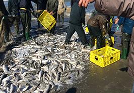 اجرای طرح ملی «پویایی جمعیت و مدیریت ذخایر ماهیان استخوانی» در سواحل ایرانی خزر آغاز شد