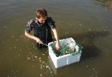 آغاز بهره برداری از استخرهای ژئوممبران برای تولید آرتمیا