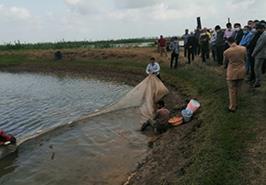 آغاز رهاسازی بچه ماهی سفید حاصل از تکثیر مصنوعی به دریای خزر