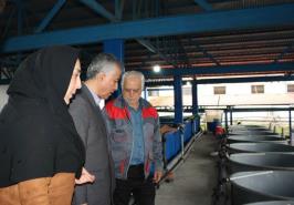 بازدید رئیس مؤسسه  از مرکز تحقیقات ماهیان سردآبی کشور-تنکابن