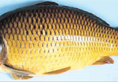 برگزاری کارگاه آموزشی ژنتیک و اصلاح نژاد کپورماهیان