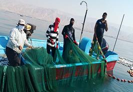 بررسی وضعیت صید و ذخیره ساردین ماهیان آبهای استان بوشهر