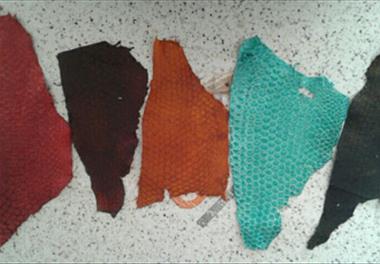 تولید چرم از پوست ماهی تیلاپیا