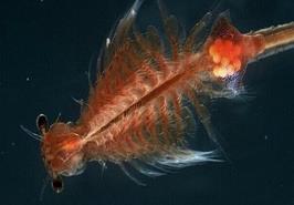 برداشت ۱۰ درصد ذخایر آرتمیا از دریاچه ارومیه، ۹۰ درصد نیاز کشور را تامین می کند