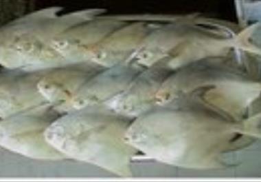 ممنوعیت صید ماهی حلوا سفید در آب‌های استان خوزستان و بوشهر