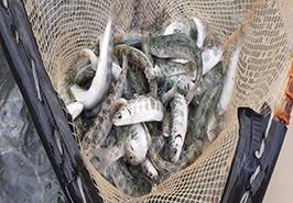 نظارت مرکز تحقیقات ماهیان سردآبی کشور بر پنجمین رهاسازی سال 1399