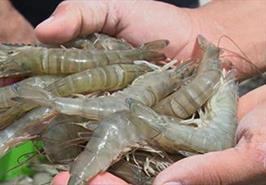 طرح کلان پایش میگو