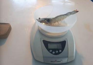 تولید 3000جفت میگوی مولد