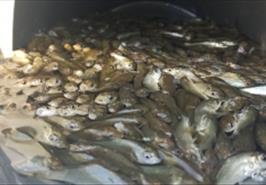 مشارکت پژوهشکده آبزی پروری آب های جنوب کشور در بازسازی ذخایر آبزیان