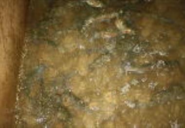 انتقال بچه ماهیان قزل آلای رنگین کمان