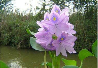 اجرای پروژه مبارزه با سنبل آبی در تالاب انزلی