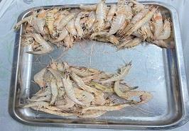 ممنوعیت صید میگو در آبهای ساحلی استان خوزستان