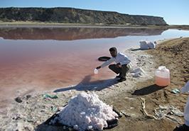 دستیابی به دانش فنی تولید نیمه انبوه و تکنیک مناسب برداشت سویه بومی جداسازی شده از تالاب لیپار- چابهار