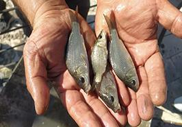 رهاسازی ۵۰ هزار قطعه بچه‌ماهی کپور در دریاچه شهدای خلیج فارس