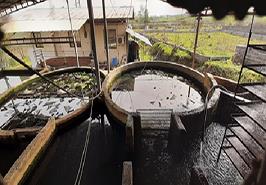 دومین بازدید سال 1401 طرح یاوران تولید مركز تحقیقات ماهیان سردآبی کشور_ تنکابن