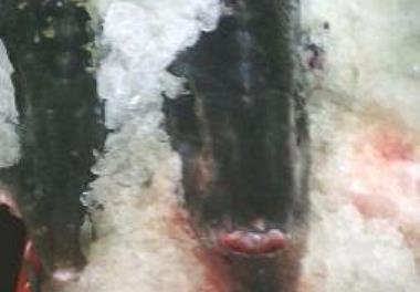 ورود اولین محموله ماهیان پرورشی خاویاری و گرم آبی از جنوب کشور برای تولید فرآورده های شیلاتی