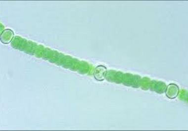 برگزاری جلسه دفاعیه در پژوهشکده اکولوژی دریای خزر