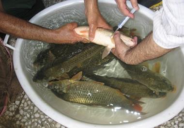 پروژه  تحقیقاتی - تولیدی تکثیر کپور تالاب انزلی وارد فاز اجرایی شد