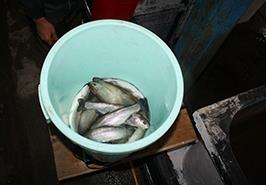انتقال محصولات دانش بنیان طرح کلان تولید ماهی قزل آلا SPF به شرکت نل قزل هراز در استان مازندران