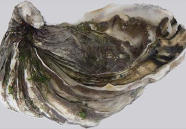 کارگاه آموزشی صدف های خوراکی