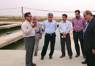 بازدید از مزرعه پرورش متراکم کپوردر شهرستان اهواز