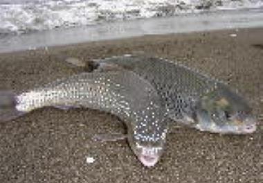 آغاز اجرای فاز اول طرح کلان پژوهشی مدیریت ذخایر ژنتیکی آبزیان کشور