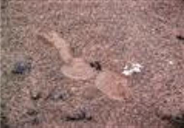 گزارش مشاهده رد پای ناشناخته ساحلی( استان بوشهر، بندر امام حسن)