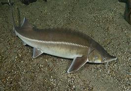 نانوذرات گامی نو در بهبود صنعت آبزی‌پروری کشور