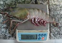 صید بزرگترین میگوی گونه مونودون