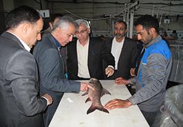بازدید از پژوهشکده آبزی پروری آبهای جنوب کشور_ اهواز