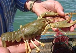 آغاز پروژه تحقیقاتی تولید جیره اقتصادی شاه‌میگوی آب شیرین