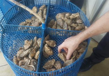 بازدید از مزارع پرورش صدف