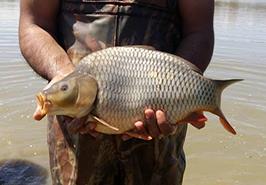 جلسه پرورش ماهی كپور تاتا