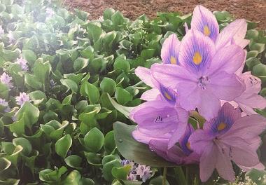 برگزاری جلسه مبارزه با گیاه مهاجم سنبل آبی