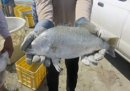 برداشت ماهی سی باس آسیایی