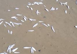 بازدید از اسکله های صیادی بیردف، شهید رضایی و جد