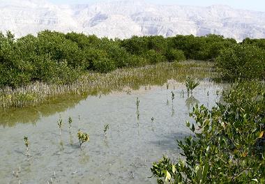 برگزاری همایش ملی جنگل های حرا