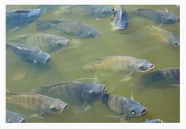 ثبت 2 عنوان اپلیکیشن کاربردی در حوزه آبزی پروری