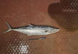 ممنوعیت صدور مجوز صید ماهی شیر در آب های خوزستان