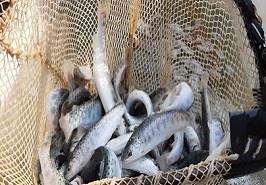 چهارمین رهاسازی سال 1400 بچه‌ماهیان آزاد دریای خزر با نظارت و همکاری مرکز تحقیقات ماهیان سردآبی کشور