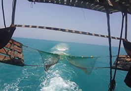 گشت تحقیقاتی برای بررسی زمان آزاد سازی صـید میگو در سال 1403