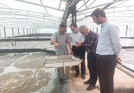 بازدید رئیس و معاون پژوهشی پژوهشکده آبزی پروری آب های جنوب کشور از مراکز تکثیر و نرسری میگو در چوئبده آبادان