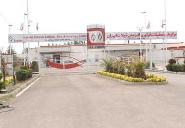 تحویل اولین محموله ماهی قزل آلا  فرآوری شده محصول پرورش ماهی در قفس